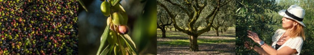 Le domaine de Pradines de Bas, c’est l’histoire qu’un arbre de vie et qu’une femme du pays languedocien écrivent ensemble